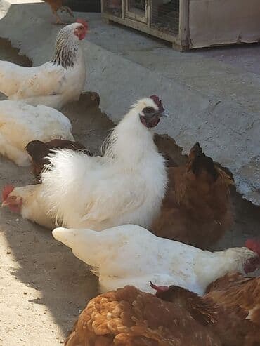 meşe xoruzu: Xoruz, il: <1, Ünvandan götürmə — 1