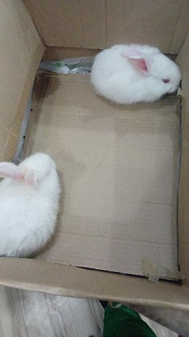 Ağ albinos dovşan balaları - Cins: ağ albino (qırmızı gözlü) - Rəng