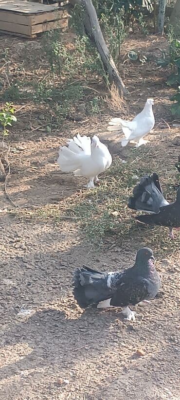 simmental inək satılır: Məhsul: müxtəlif növ ev göyərçinləri Təsvir: - Rənglər: ağ, qara — 3