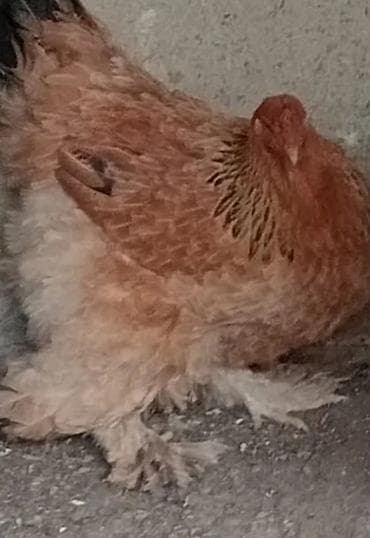 balaca it ucuz: Toyuq, Damazlıq — 1