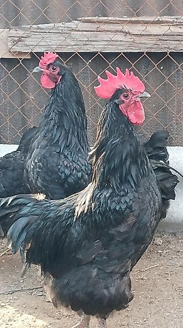 Птицы: Курица, Australop, Для разведения, Самовывоз — 1