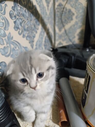 американский вислоухий кот: Шотладская вислоухая — 4