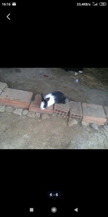 передержка кошек в баку: Yerli Bala Dovwanlar Biri 6 Manata Bakiye Catirilmanan Biri 10 Manata — 5