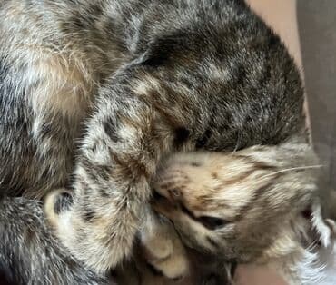 котенок в хорошие руки: Табби, В добрые руки — 2