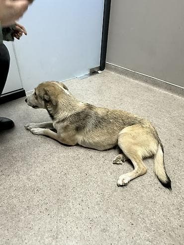 sort itler: Məhsul: Gözəl xasiyyətli it (orta ölçülü) Təsvir: Salam.yalniz yaxşi — 3