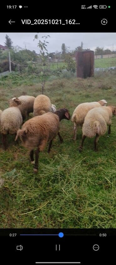 ineklerin satisi: Satilir saglam heyvalardi 19 dan25 kimi cekide 5diwi9 erkeydi — 2