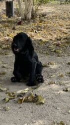 azerbaycan it adlari erkek: Koker spaniyel, 1 il, Erkek, Peyvəndli, Ödənişli çatdırılma — 2