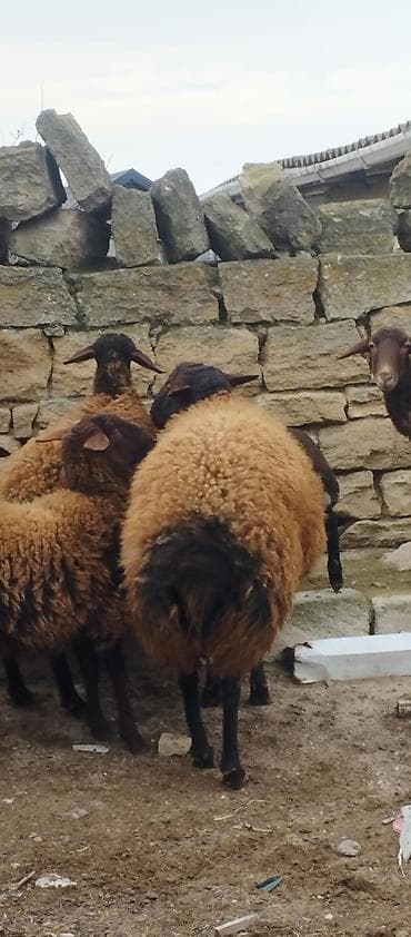 Akvariumlar: Salamsuper qala cinsi qoc satilir 2,yaş 4 ayliqdir tam saqlam — 3