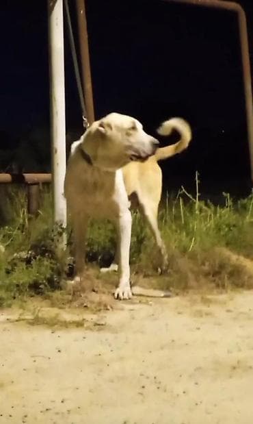 qara at sekilleri: 4 ay, Erkek, Ünvandan götürmə — 2