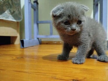 cins pişik: Britan yastı qulaq, Dişi, Cütləşmə üçün, Ödənişli çatdırılma — 4