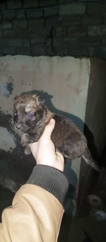 belçika ovçarkası: Belçika çoban iti — 2