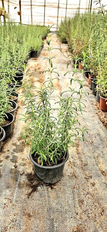 101 qizil gul ucuz: Rozmarin. qablarda3000 (üçmin) dən çoxdu 1 manata, çox aparan üçün — 2