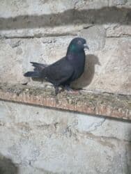 pavlin goyərcin: Salam olsun butun quwbazdara.demeli bu ag badamleleyler ikiside — 25