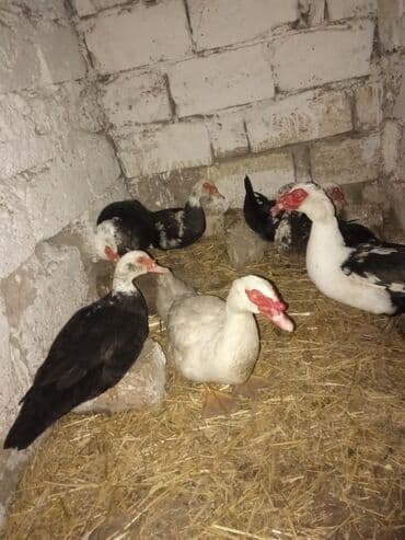 Куры: Lal ordey satlir cavandi 3 erkey 4maya balaca erkey 15 mayalar15 erkey — 3