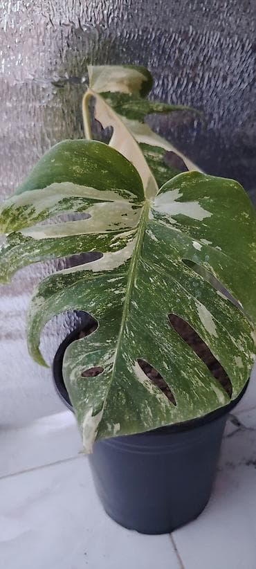 sine boyuden bitki: Məhsul: Variegatlı Monstera (Monstera deliciosa variegata) – ağ-yaşıl — 3