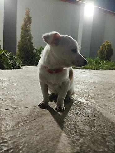 gencede heyvanlar: Cek rassel teryer, 3 ay, Erkek, Peyvəndli, Ünvandan götürmə — 5