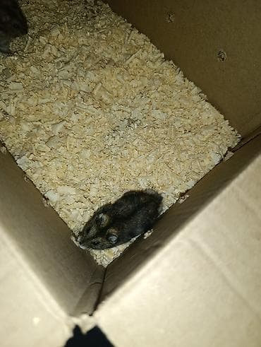 it qovan cihaz: Cırtdan hamster (cücə ölçülü, qısa quyruqlu) – ailəvi ev heyvanı - — 5