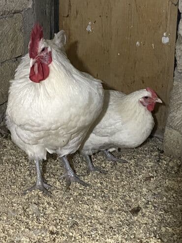 yerli cins inekler: Toyuq, Damazlıq, Ödənişli çatdırılma — 1