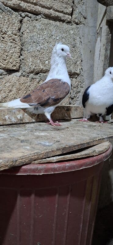 Akvariumlar: Qoşa əbrəş çəp əbrəş quyruq erkəy qızqın super heyvandı mayasıda qara — 3