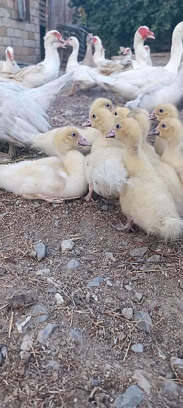 tap.az inekler: Aq muskov cins ordeyler balasi satilir unvan saray qesebesi — 1