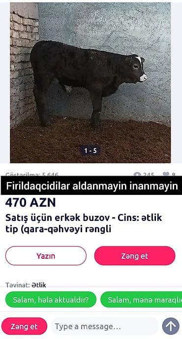 Məhsul: Erkək buzov Cins/təyinat: Ətlik tip Rəng: Qara-qəhvəyi Qiymət