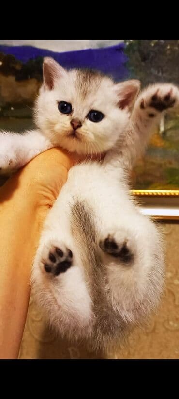 şirin pişik şəkilləri: Britan, Erkək, Dişi, Yaxşı əllərə, Ünvandan götürmə — 2