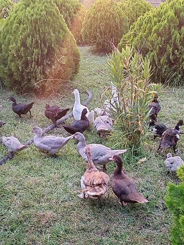 Kənd təsərrüfatı quşları: Salam lavanda krasnadar zumrud ve pekin ordek ballari iclerinde — 2