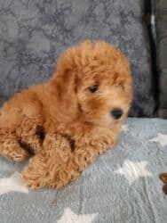 той пудель цена: Пудель, 2 месяца, Самка, С родословной, Самовывоз — 4