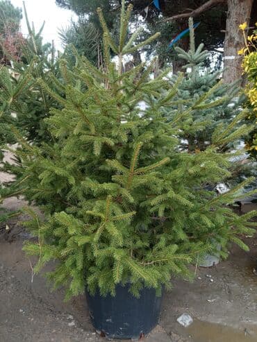 Yeni il şamları Pixta və Kremlovski təbii şamlar dibçəkdə topdan en lalafo.az -da Yeni il şamları Pixta və Kremlovski təbii şamlar dibçəkdə topdan en