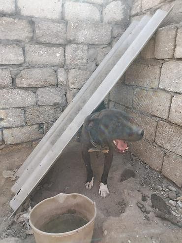 it xaski: Pitbul, 2 il, Erkek, Ünvandan götürmə — 1