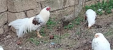 karella qus: Toyuqlar — 5