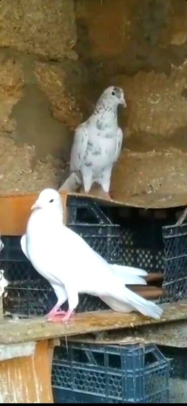 ZAZ: Göyərçinlər — 7