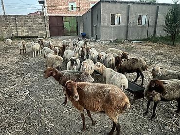 Balıqlar: Novxanıdadı heyvanlar — 2