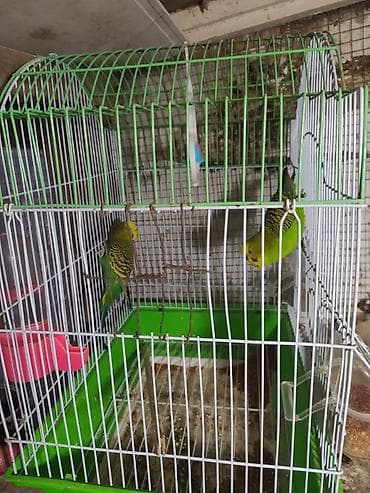 Tutuquşular satılır. 40 manata satılır. Qefes+yem qabı+su qabı hamısı