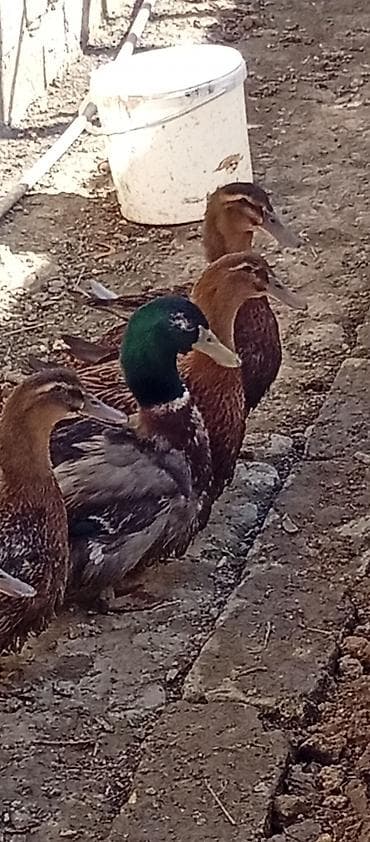 satliq ov itleri berde: Bir cut ruana satlr yumrtaya gelibler — 1