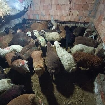 Salam aleyküm saxlamlıq quzularm var satram isdiyen0775431770 elaqe — 4