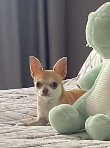chihuahua qiymeti: Çixuahua, 2 il, Erkek, Peyvəndli — 1