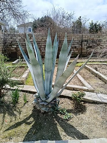 mal dili kaktus: Aqava (Agave americana) – iri dekorativ sukulent - Növ: Agave — 2