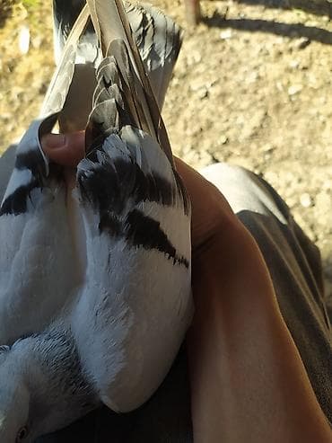 heyvanlar quşlar: Təmiz qan türk taklası satılır .Oynaq quşdur heçbir problemi yoxdur — 3