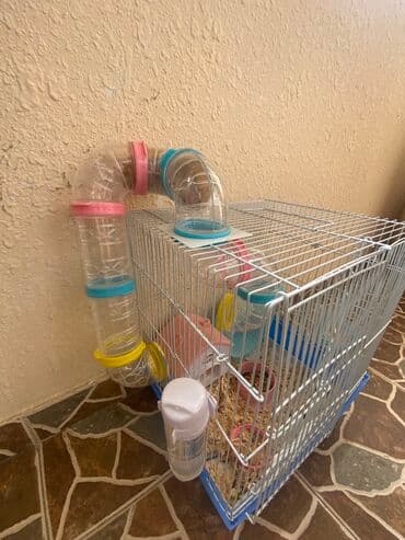 xamyak adlari: Xamyak hemster 3 eded her biseyile birlikde — 10