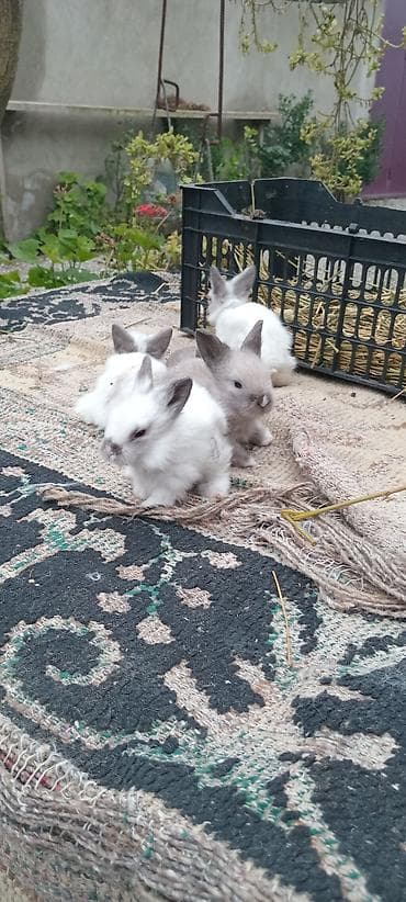 Atlar: Dekorativ dovşan balaları - Növ: dekorativ dovşan. bala. satılır — 1