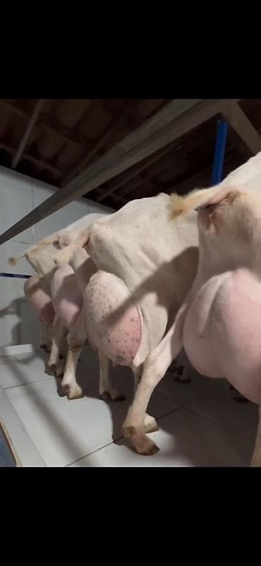 mal inək: Süd istehsalı üçün yüksək məhsuldar keçilər – damazlıq sürü 6 eded — 4