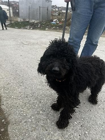 top 3 ev heyvanları: Yaş yarımdı real alıcıya endirim olunacağ — 2