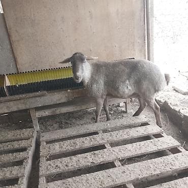 Зоотовары: Saxlama və çoxalma üçün quzu/qoyunlar - Növ: yerli qoyun — 2
