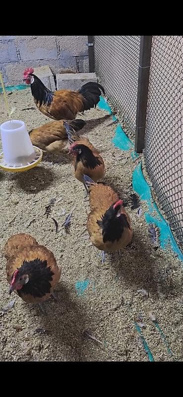 kürt toyuq: Toyuq, Damazlıq — 3