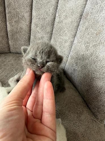 pişikler: Şotland yastı qulaq — 2