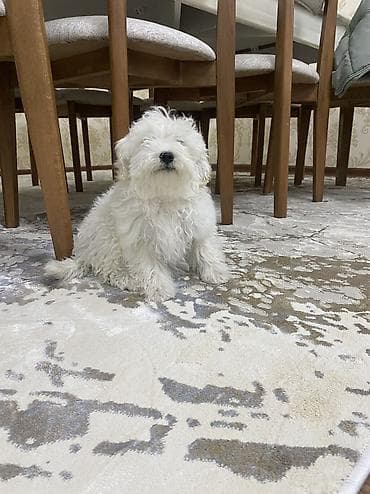 it satanlar: Malta bolonka, 2 ay, Dişi, Ünvandan götürmə — 5