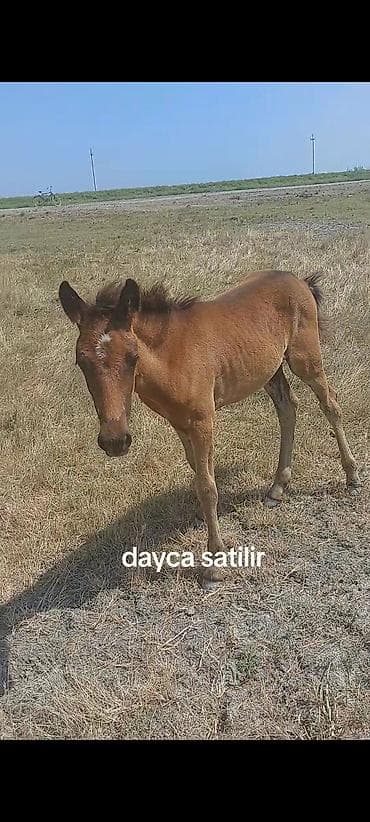 at bazarı: Dayça satılır - Növ: at dayçası (tay) - Rəng: qır - Alnında ağ ləkə - — 1