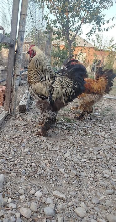 yerli qaz balasi: Brahma tam sağlam akdiv heyvadı damazlğa yararlı — 2