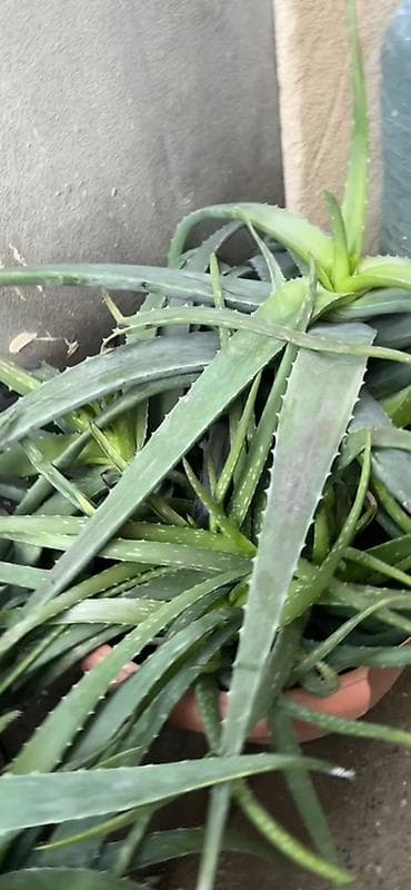 bitki: Aloe vera (Aloe barbadensis) dekorativ və faydalı saksı bitkisi - — 3